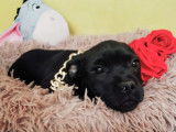 Un chiot Staffordshire Bull Terrier noire non LOF à vendre