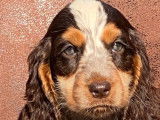 7 chiots Cockers Anglais LOF (2 mâles et 4 femelles) à acheter