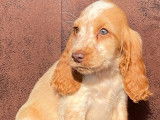 7 chiots Cockers Anglais LOF (2 mâles et 4 femelles) à acheter