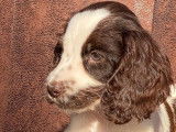 7 chiots Cockers Anglais LOF (2 mâles et 4 femelles) à acheter