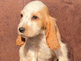 7 chiots Cockers Anglais LOF (2 mâles et 4 femelles) à acheter