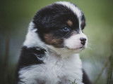 &Agrave; r&eacute;server: 6 chiots Bergers Australiens tricolores LOF