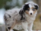 Vente d'un chiot Berger des Shetland mâle bleu merle, LOF