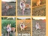 4 chiots Corgis Gallois Pembroke non LOF tricolores à réserver
