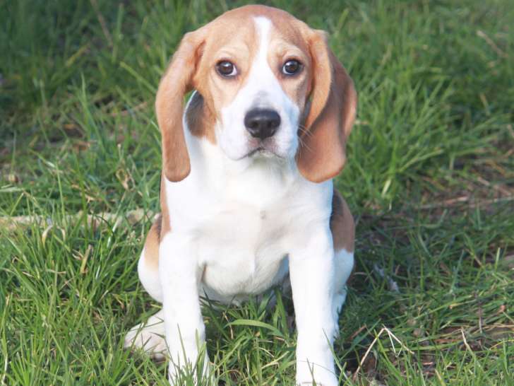 À vendre : un chiot Beagle femelle tricolore LOF