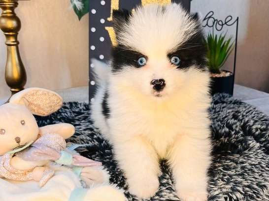 3 chiots Pomskies F2 non LOF, disponibles à la réservation
