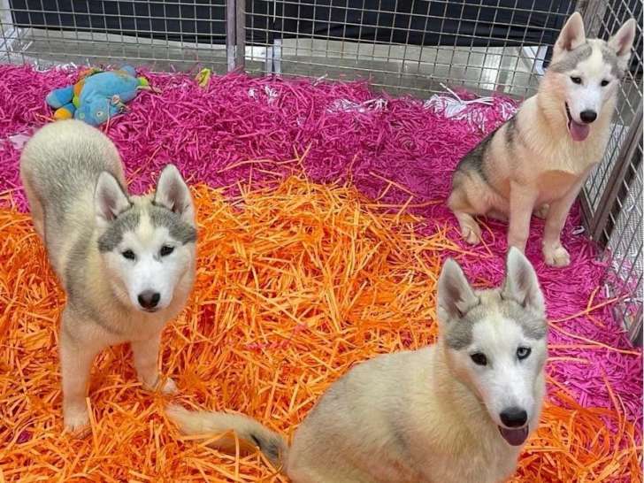 À vendre : 3 chiots Huskies Sibériens LOF