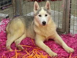 À vendre : 3 chiots Huskies Sibériens LOF