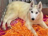 À vendre : 3 chiots Huskies Sibériens LOF