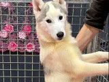 À vendre : 3 chiots Huskies Sibériens LOF