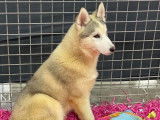 À vendre : 3 chiots Huskies Sibériens LOF