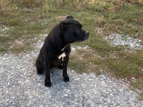 Vente d'une chienne Staffordshire Bull Terrier noire LOF