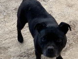 Vente d'une chienne Staffordshire Bull Terrier noire LOF