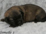 À vendre : 6 chiots Épagneuls Tibétains LOF fauve charbonné