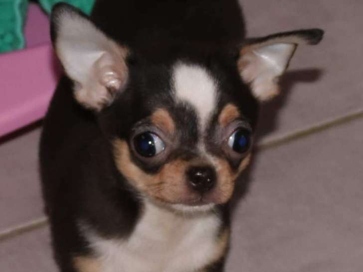 Magnifique chiot Chihuahua mâle à poil court non LOSH disponibles