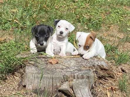 3 chiots Jack Russell Terriers mâles non LOF à vendre