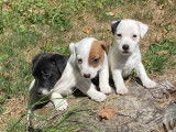 3 chiots Jack Russell Terriers mâles non LOF à vendre