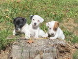 3 chiots Jack Russell Terriers mâles non LOF à vendre