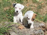 3 chiots Jack Russell Terriers mâles non LOF à vendre
