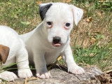 3 chiots Jack Russell Terriers mâles non LOF à vendre
