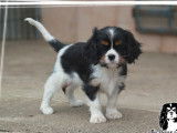 À réserver, 3 chiots Cavaliers King Charles femelles LOF