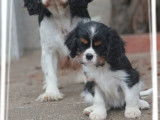 À réserver, 3 chiots Cavaliers King Charles femelles LOF