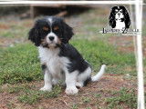 À réserver, 3 chiots Cavaliers King Charles femelles LOF