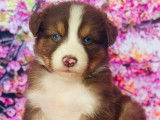 5 chiots Bergers Australiens non LOF à réserver