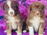 5 chiots Bergers Australiens non LOF à réserver