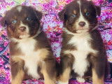 5 chiots Bergers Australiens non LOF à réserver