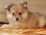2 chiots femelles Spitz non-LOF à réserver