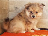 2 chiots femelles Spitz non-LOF à réserver