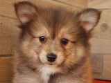 2 chiots femelles Spitz non-LOF à réserver