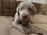 Chiot femelle braque de weimar