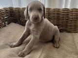 Chiot femelle braque de weimar