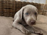 Chiot femelle braque de weimar