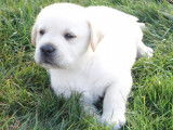 Affectueux Labradors Retriever pedigree LOSH disponibles : trois femelles et un m&acirc;le