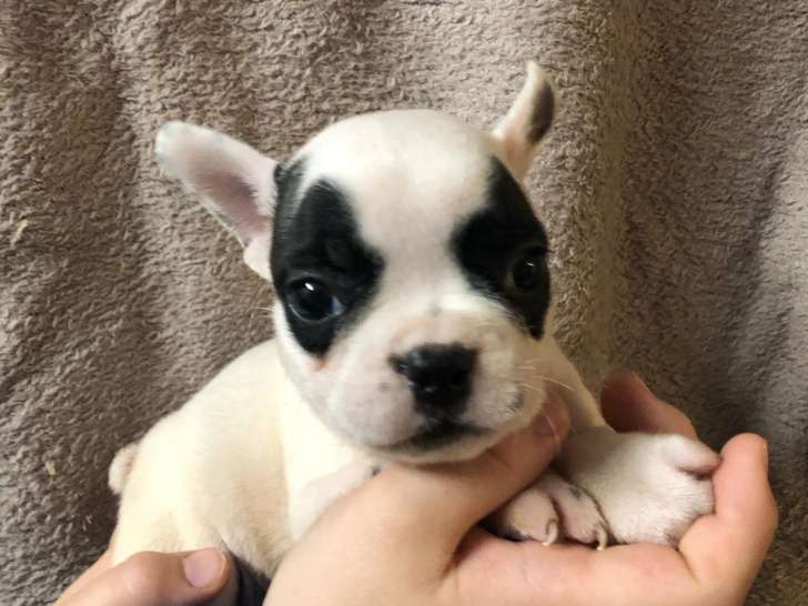 Bouledogues Français exotique