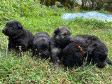 5 chiots Bergers Allemands ancien type à réserver