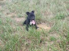 Vente d'un chiot Staffordshire Bull Terrier mâle noir, LOF