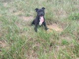 Vente d'un chiot Staffordshire Bull Terrier mâle noir, LOF