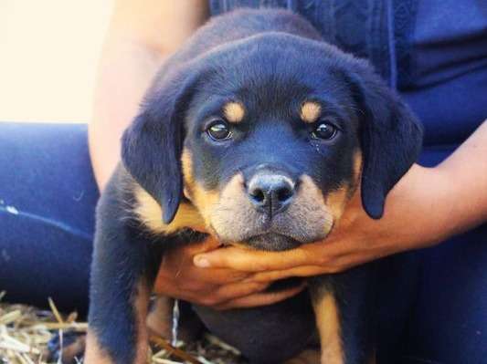 À vendre : 2 chiots Rottweilers femelles noirs LOF