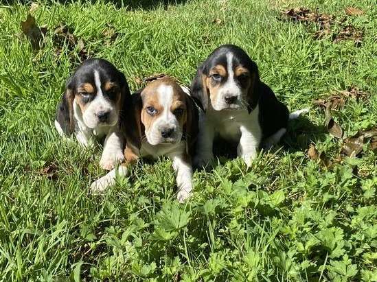 3 chiots femelles Beagles non LOF, disponibles à la vente
