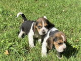3 chiots femelles Beagles non LOF, disponibles à la vente
