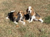 3 chiots femelles Beagles non LOF, disponibles à la vente