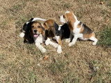 3 chiots femelles Beagles non LOF, disponibles à la vente