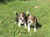 3 chiots femelles Beagles non LOF, disponibles à la vente