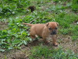 3 chiots mâles Staffordshire Bull Terriers LOF, à réserver