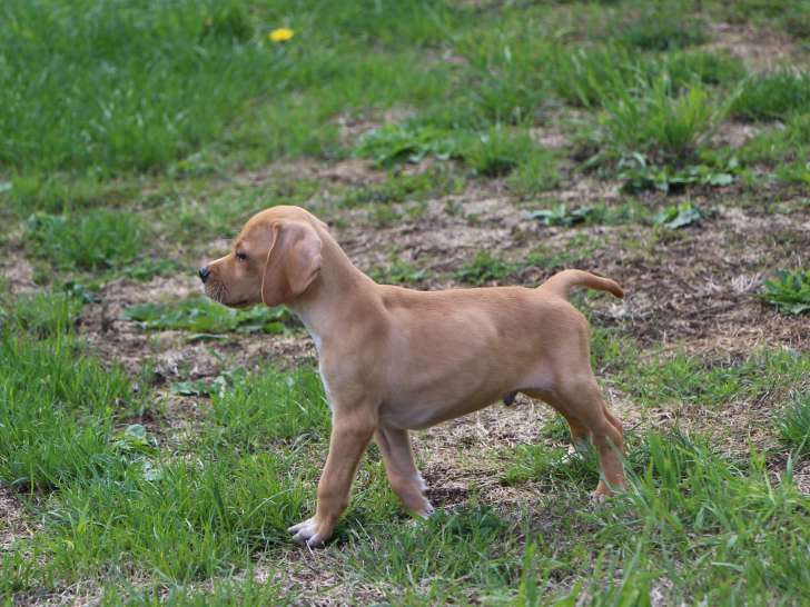 Chiots de race Pointer à vendre (1 femelle & 2 mâles)