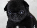 Femelle noire